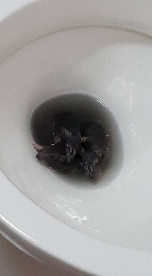 Unexpected Guests Found In The Toilet (3 pics)