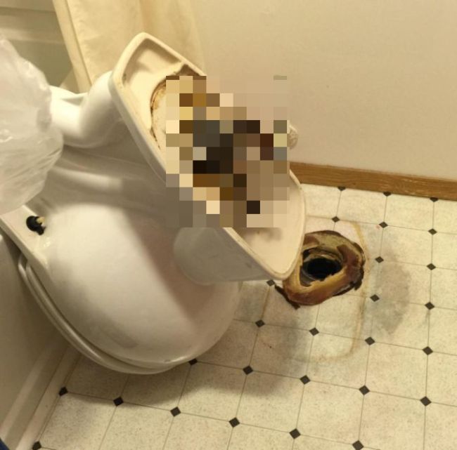 Rats Climbing Into The Toilet Is A Nightmare Come True (1 pic)