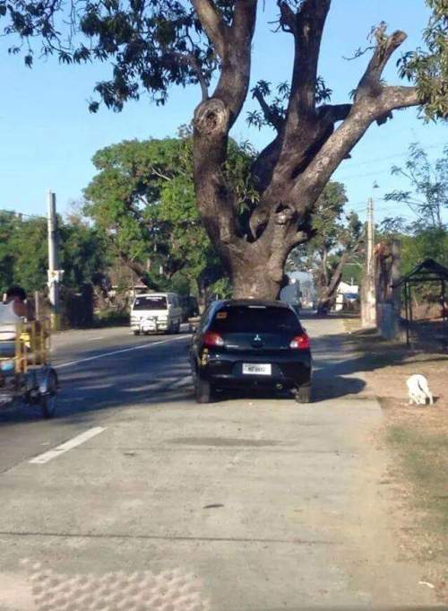 The Middle Of The Road Is A Really Bad Place For A Tree (3 pics)