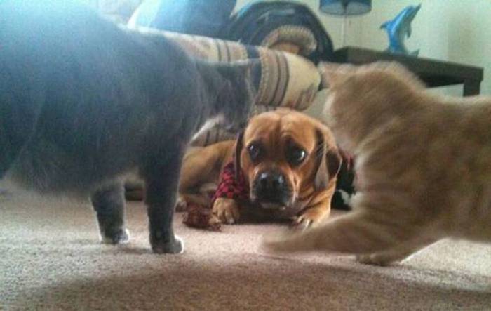 Acid Picdump (112 pics)