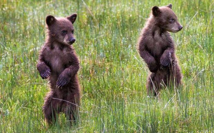 Acid Picdump (112 pics)