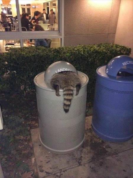 Acid Picdump (112 pics)
