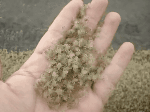 That's A Lot Of Baby Crabs (2 gifs)