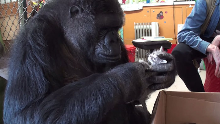 Koko Is A Gorilla That Adopted Two Baby Kittens (7 pics)