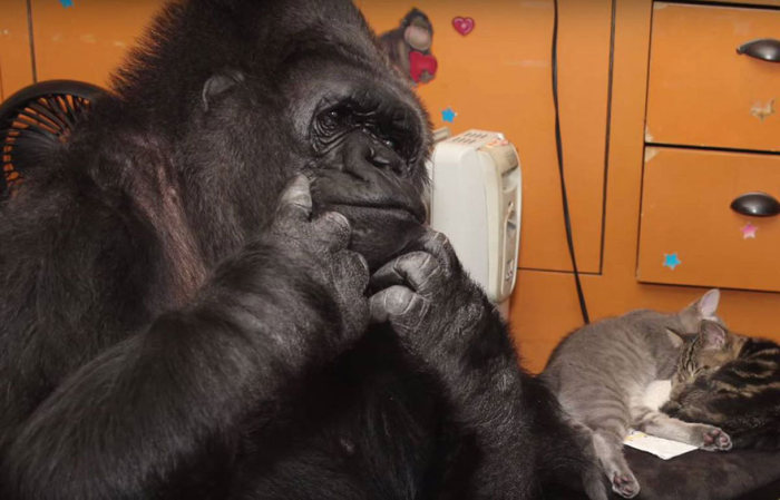 Koko Is A Gorilla That Adopted Two Baby Kittens (7 pics)
