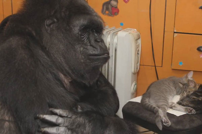 Koko Is A Gorilla That Adopted Two Baby Kittens (7 pics)