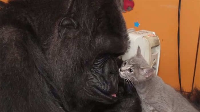 Koko Is A Gorilla That Adopted Two Baby Kittens (7 pics)