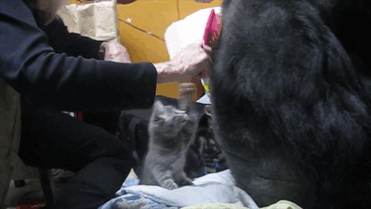 Koko Is A Gorilla That Adopted Two Baby Kittens (7 pics)