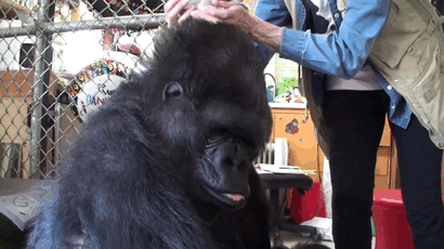 Koko Is A Gorilla That Adopted Two Baby Kittens (7 pics)