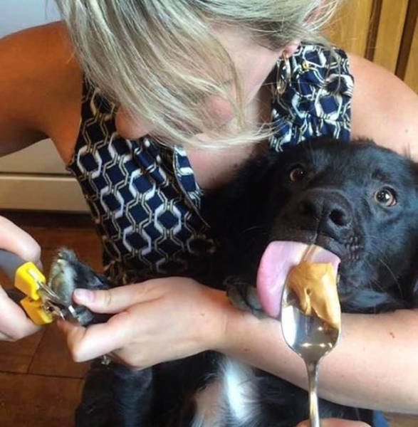 Proof That Dogs Are The Best Human Companions On The Planet (23 pics)