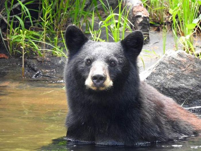People Taking Selfies With Bears (9 pics)