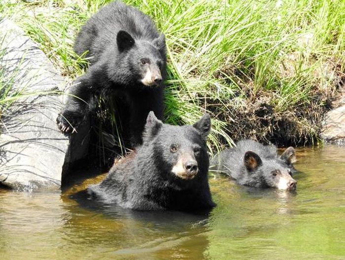 People Taking Selfies With Bears (9 pics)