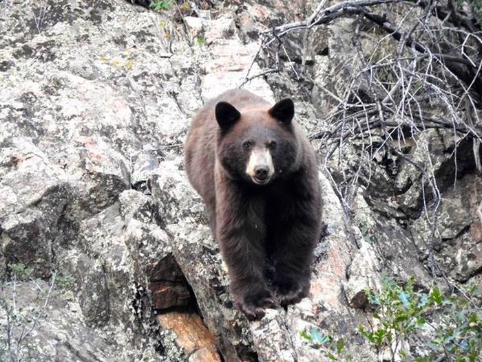 People Taking Selfies With Bears (9 pics)