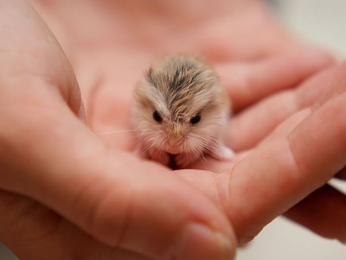 The Most Adorable Baby Animals Of All Time (35 pics)