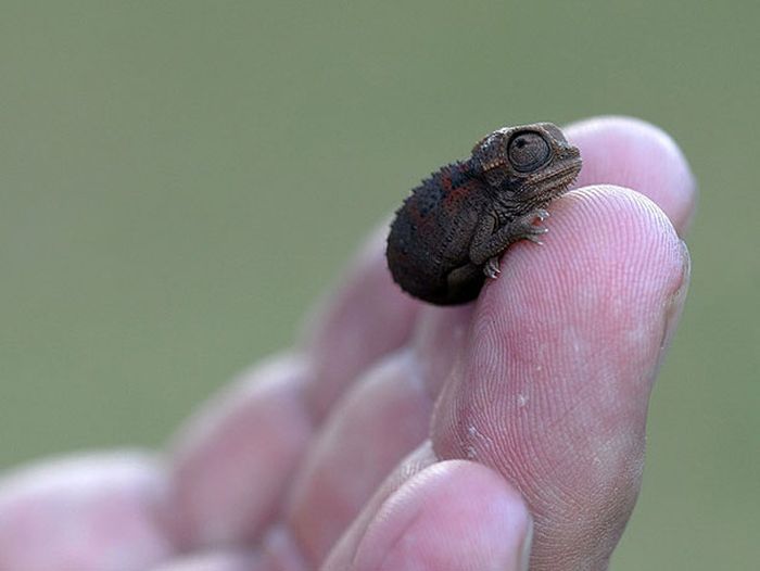 The Most Adorable Baby Animals Of All Time (35 pics)