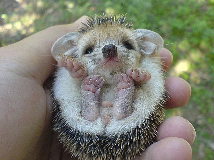 The Most Adorable Baby Animals Of All Time (35 pics)