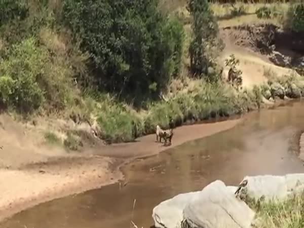 Wildebeest And Lion
