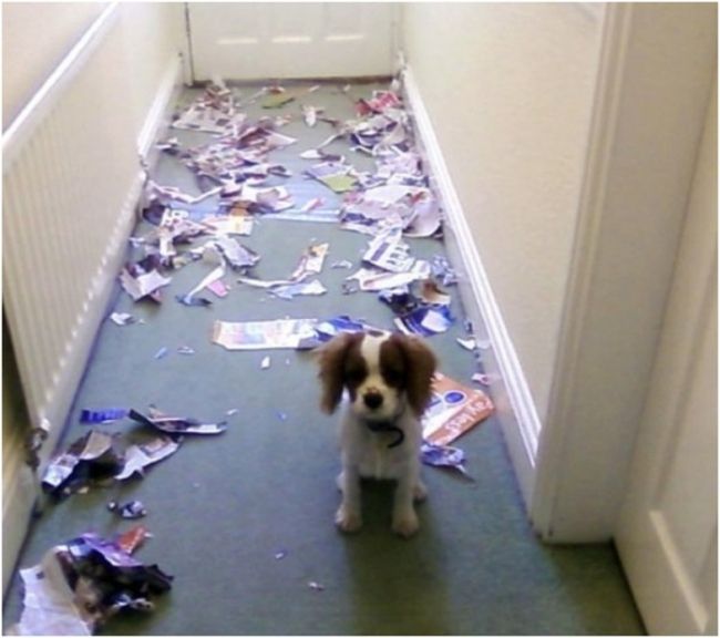 Animals Try Not To Look Guilty After Destroying Things (19 pics)