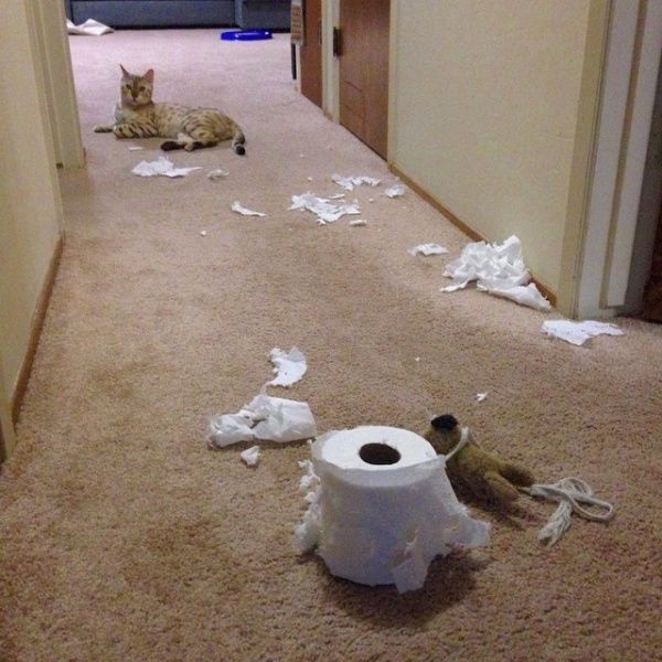 Animals Try Not To Look Guilty After Destroying Things (19 pics)