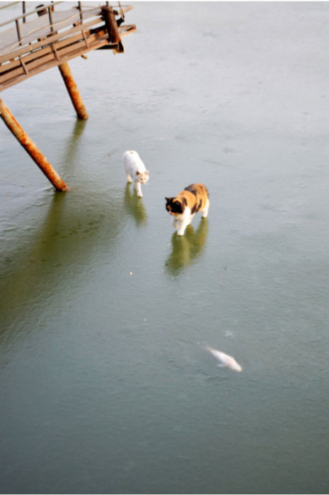 Cats Try To Go Ice Fishing (10 pics)