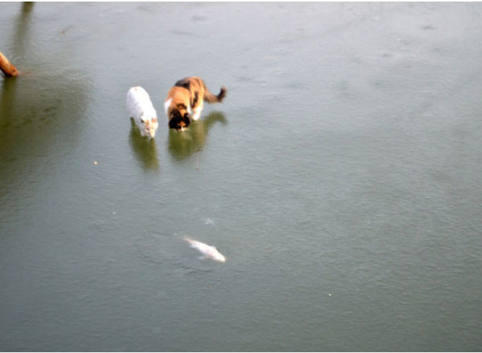 Cats Try To Go Ice Fishing (10 pics)