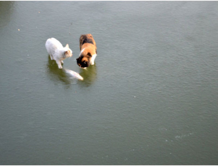 Cats Try To Go Ice Fishing (10 pics)