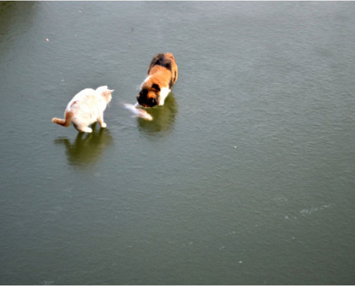 Cats Try To Go Ice Fishing (10 pics)