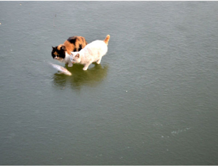 Cats Try To Go Ice Fishing (10 pics)