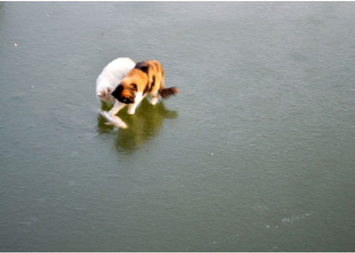 Cats Try To Go Ice Fishing (10 pics)