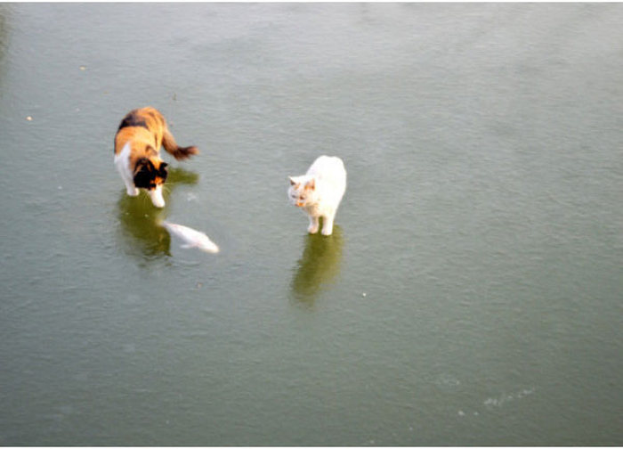 Cats Try To Go Ice Fishing (10 pics)