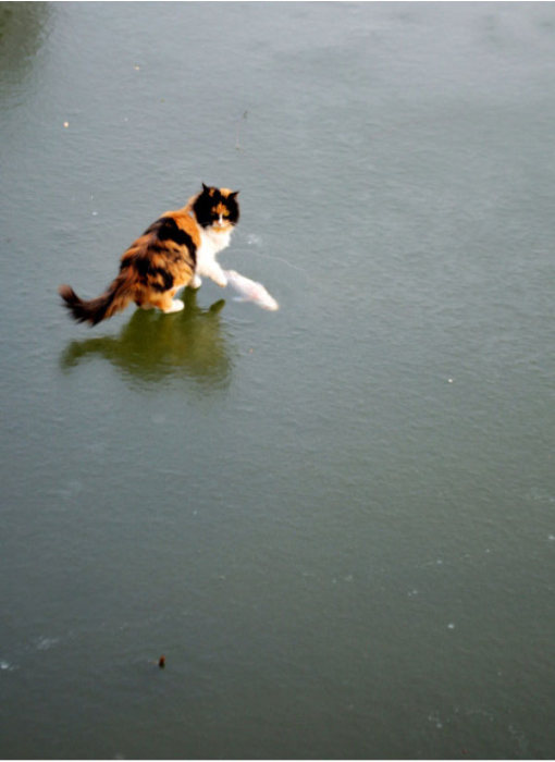 Cats Try To Go Ice Fishing (10 pics)