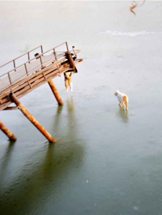 Cats Try To Go Ice Fishing (10 pics)