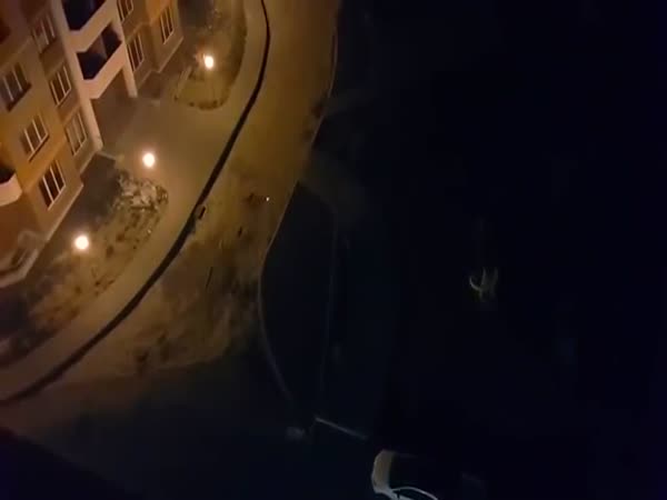 Dogs Chasing Laser