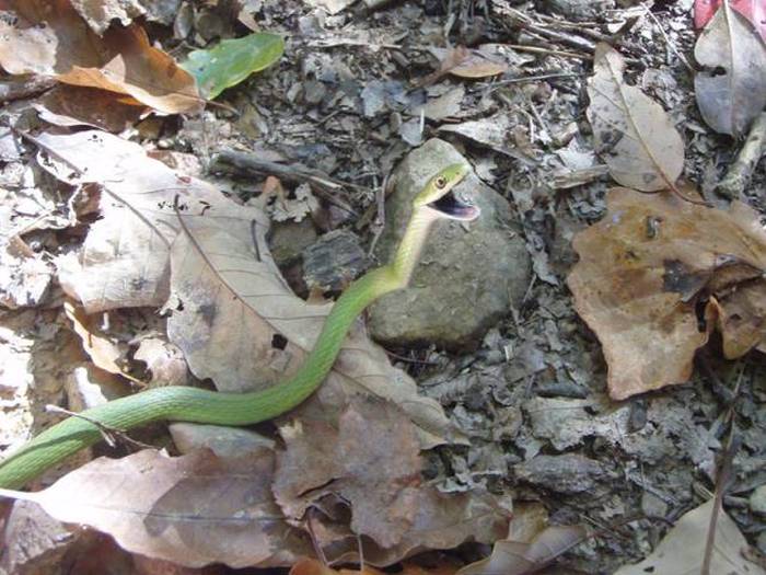 Acid Picdump (94 pics)