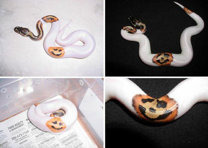 Acid Picdump (94 pics)