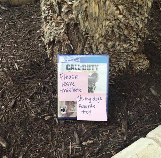 Tips And Tricks That Will Help You Find Your Lost Dog (9 pics)