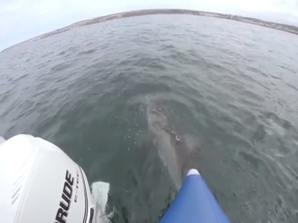 Shark Vs Boat