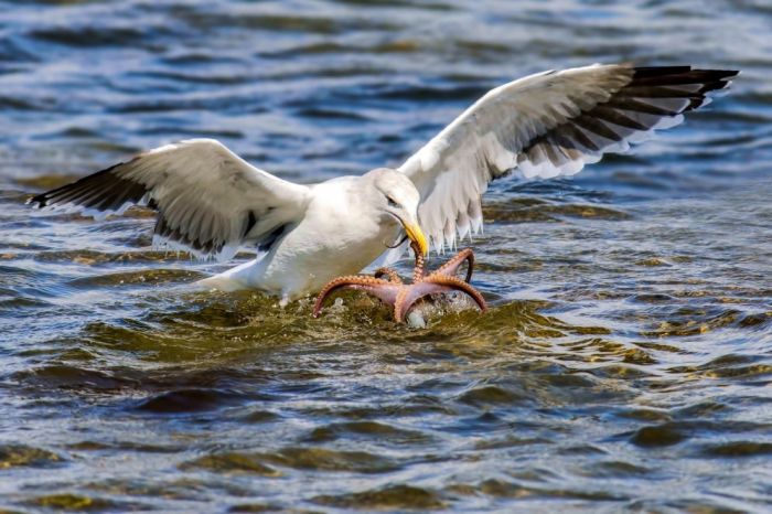 Rare Photos Of A Seagull Hunting An Octopus (6 pics)