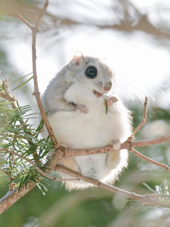 Japanese And Siberian Flying Squirrels Are Totally Adorable (12 pics)