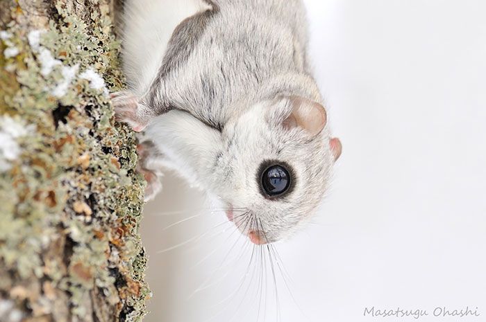 Japanese And Siberian Flying Squirrels Are Totally Adorable (12 pics)