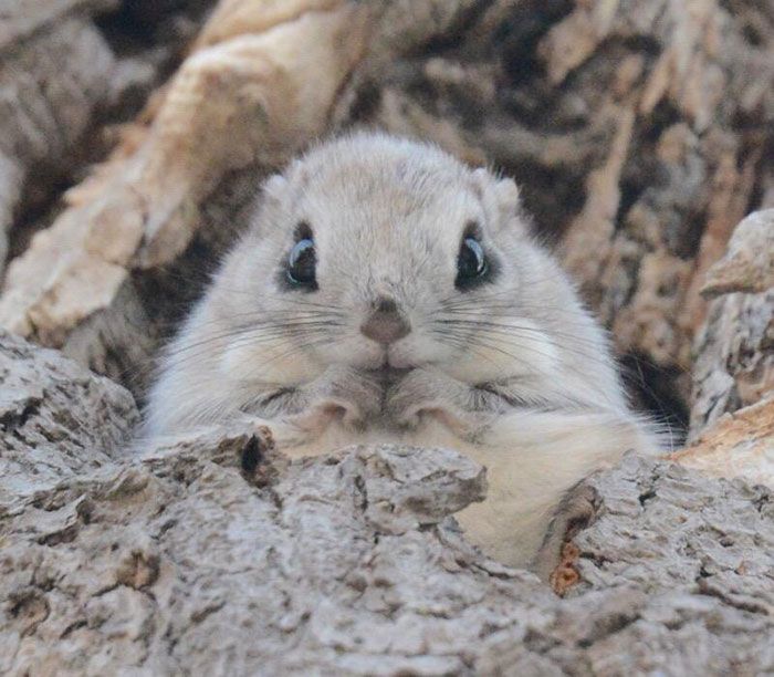Japanese And Siberian Flying Squirrels Are Totally Adorable (12 pics)