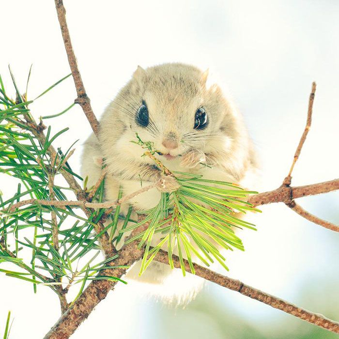 Japanese And Siberian Flying Squirrels Are Totally Adorable (12 pics)