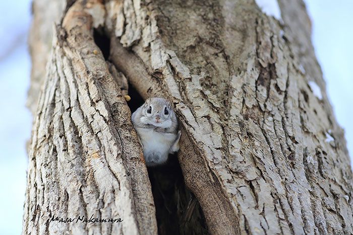Japanese And Siberian Flying Squirrels Are Totally Adorable (12 pics)