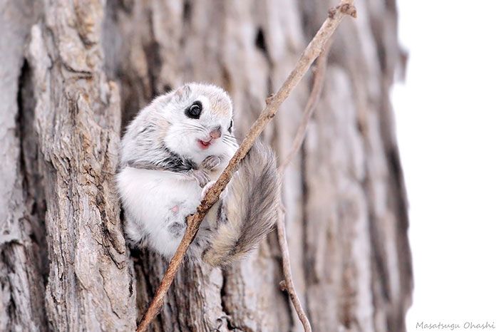 Japanese And Siberian Flying Squirrels Are Totally Adorable (12 pics)