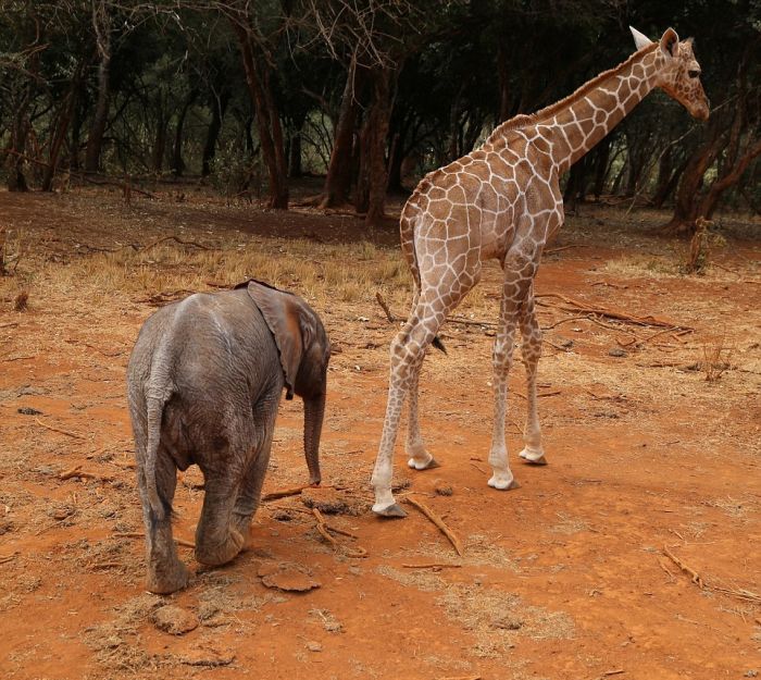 Rescued Giraffe Becomes Best Friends With An Orphaned Elephant Calf (12 pics)
