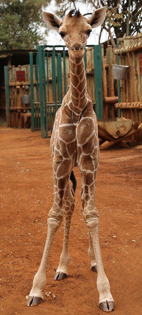 Rescued Giraffe Becomes Best Friends With An Orphaned Elephant Calf (12 pics)