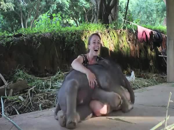 Baby Elephant And A Girl