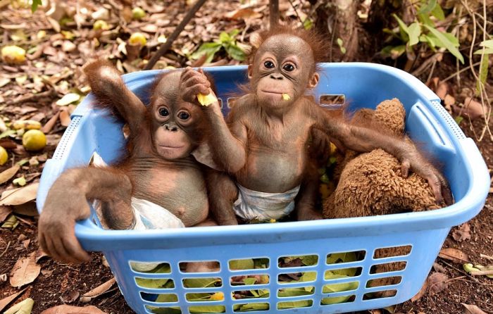 Baby Orangutans Are Too Cute To Handle (11 pics)
