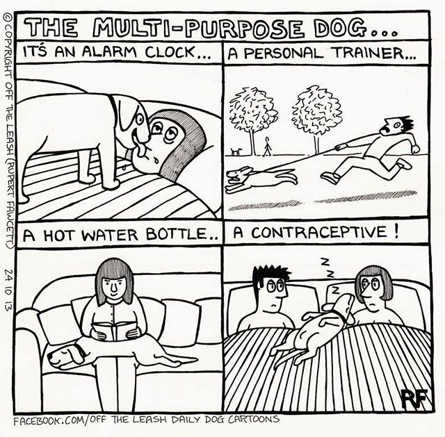 15 Comics That Describe What Life Is Like When You Own A Dog (15 pics)