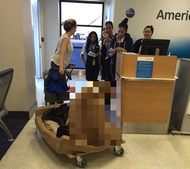 Obese Dog Wheeled Onto An American Airlines Flight So He Can Travel First Class (4 pics)